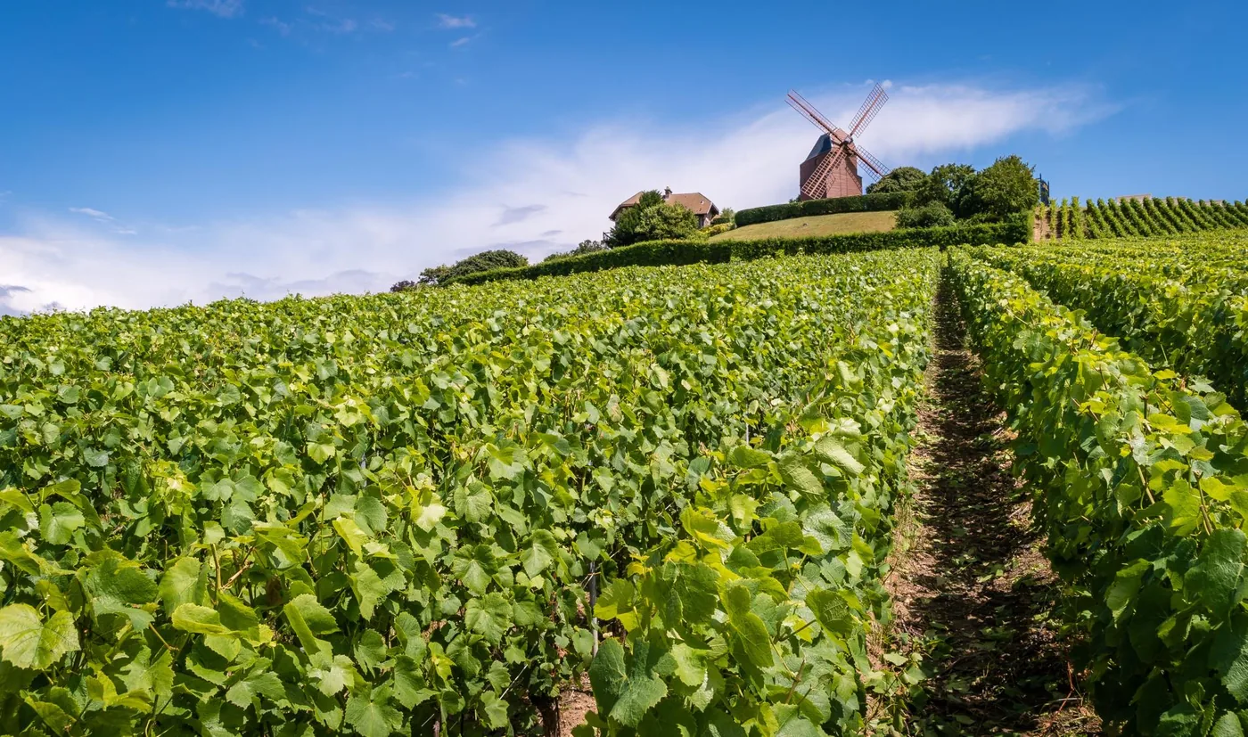 Rows of Champagne vines running up a slope to a hilltop windmill under a clear sky
