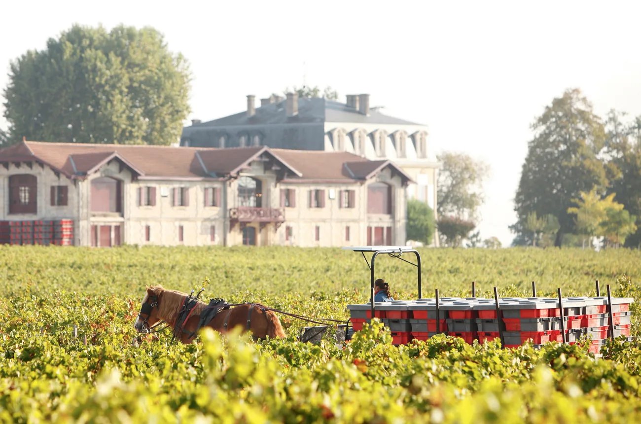 A harvest horse and crates of grapes before the ch&acirc;teau at Pontet-Canet