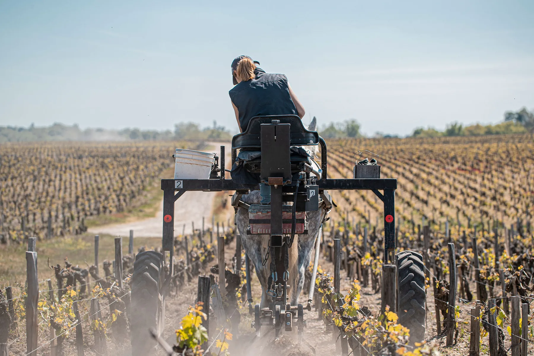 A draft horse working a vineyard row at Ch&acirc;teau Pontet-Canet, seen from behind the ploughman
