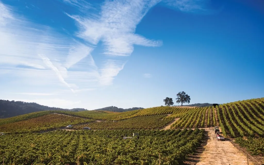 The rolling, oak-dotted hillside vineyards of Tablas Creek in the Adelaida District west of Paso Robles under a bright blue sky