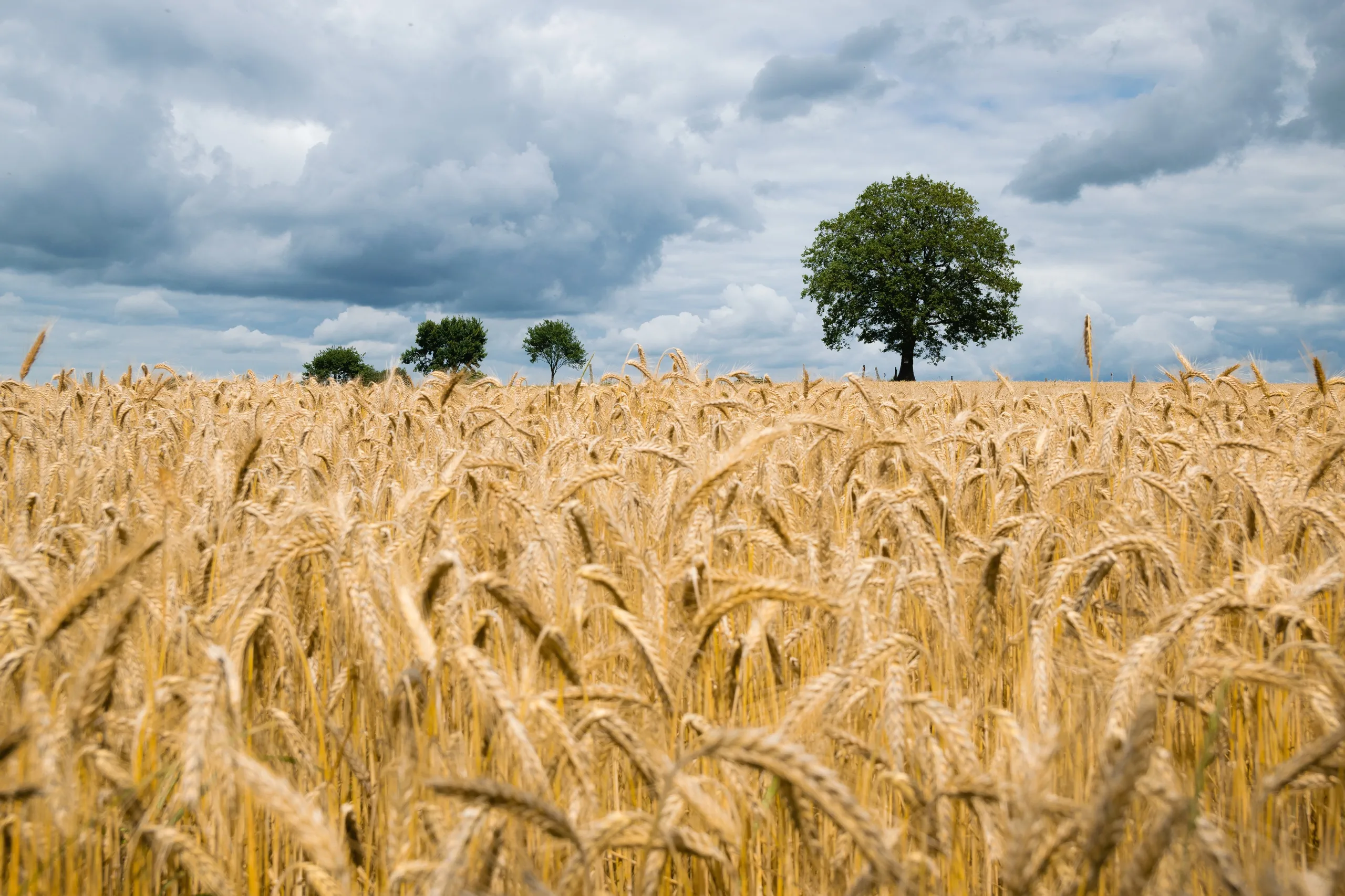 A ripe golden grain field under heavy grey cloud, a single oak on the horizon