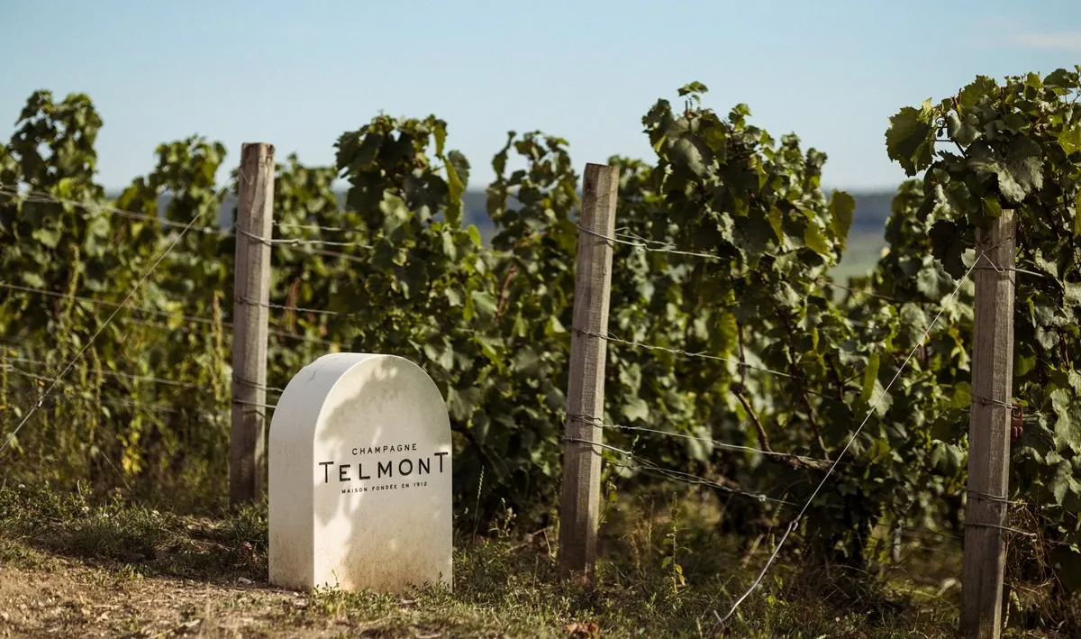 A white boundary stone reading Champagne Telmont, Maison fondée en 1912, at the foot of a row of vines