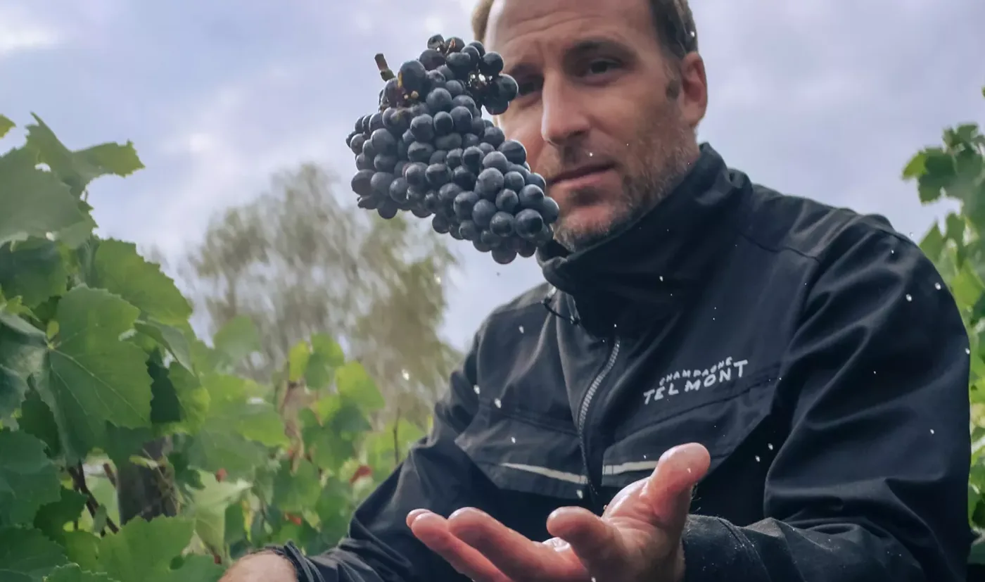 A man in a Champagne Telmont jacket tossing a bunch of black grapes among the vines