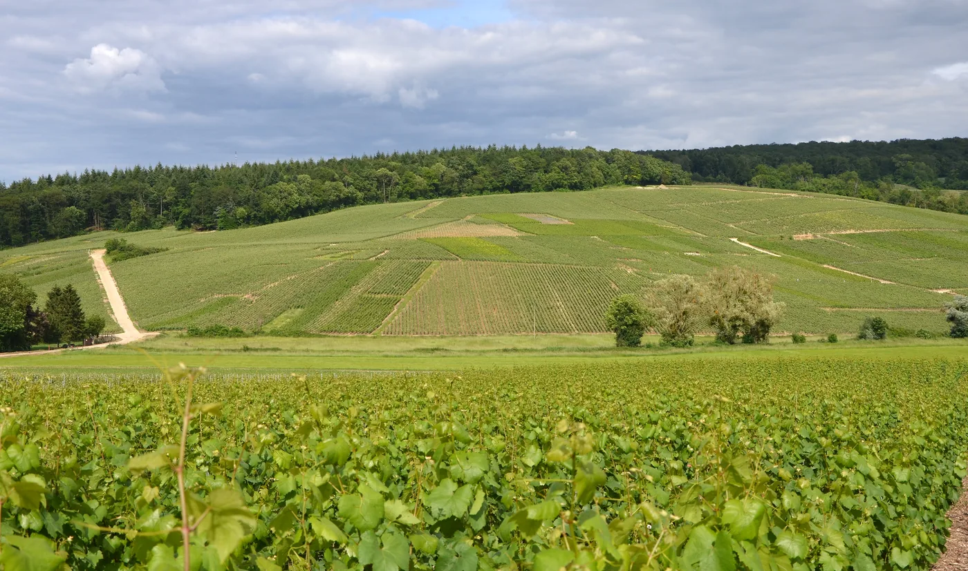 A hillside of vines in many separate parcels on the eastern slope of the valley above Damery