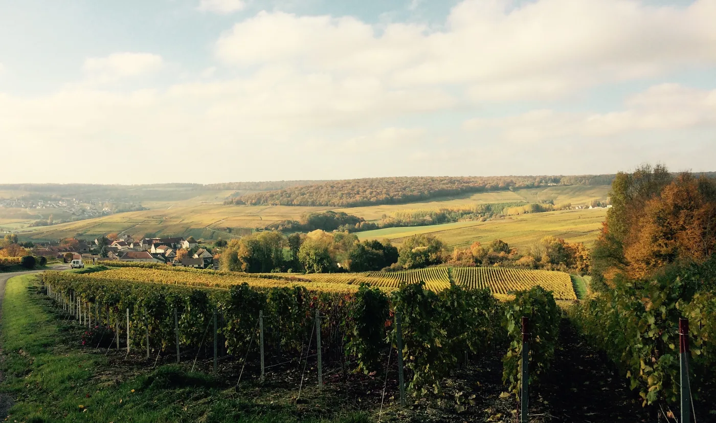 Autumn vineyards and a village in the Marne valley, between Romery, Cumières and Damery