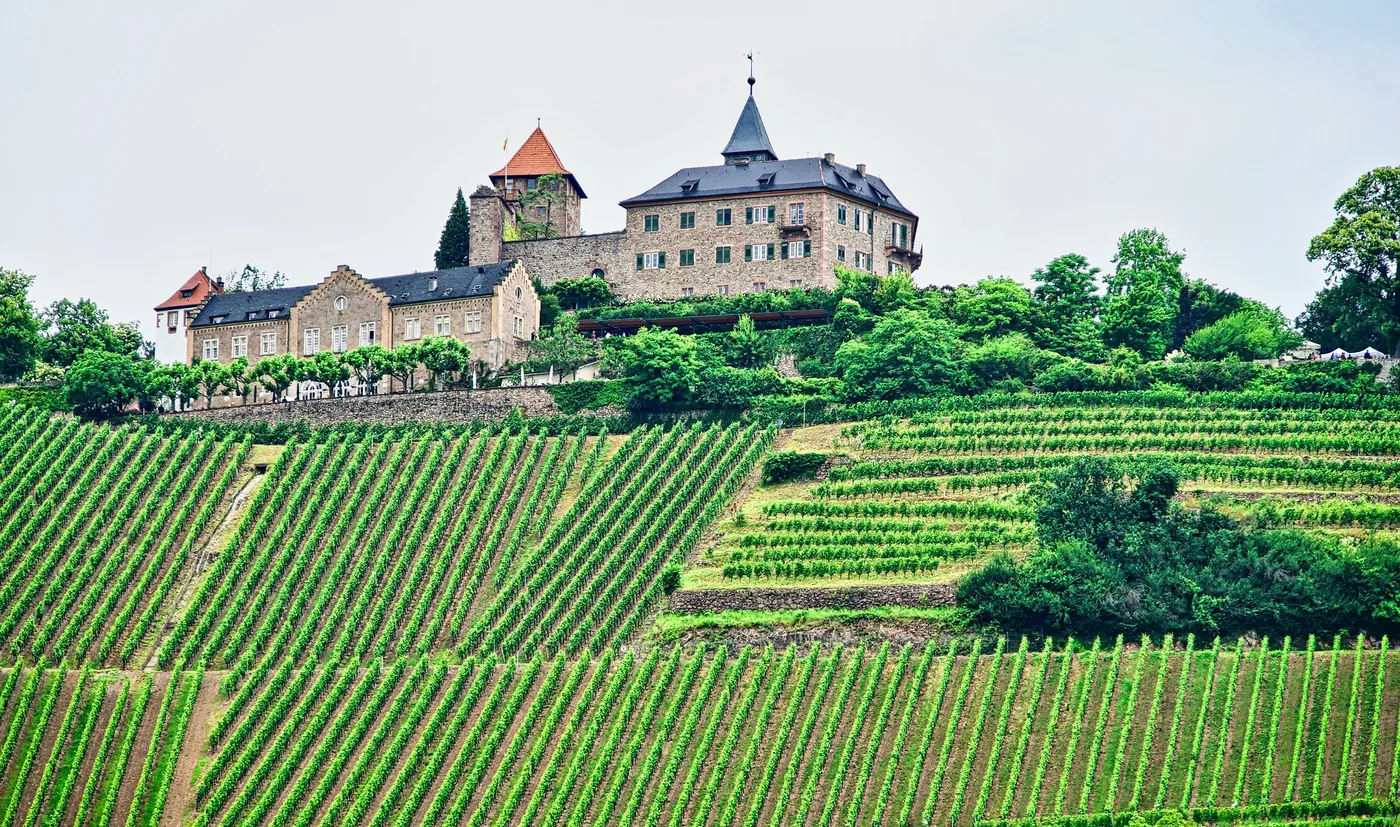 A castle above steep terraces of vines