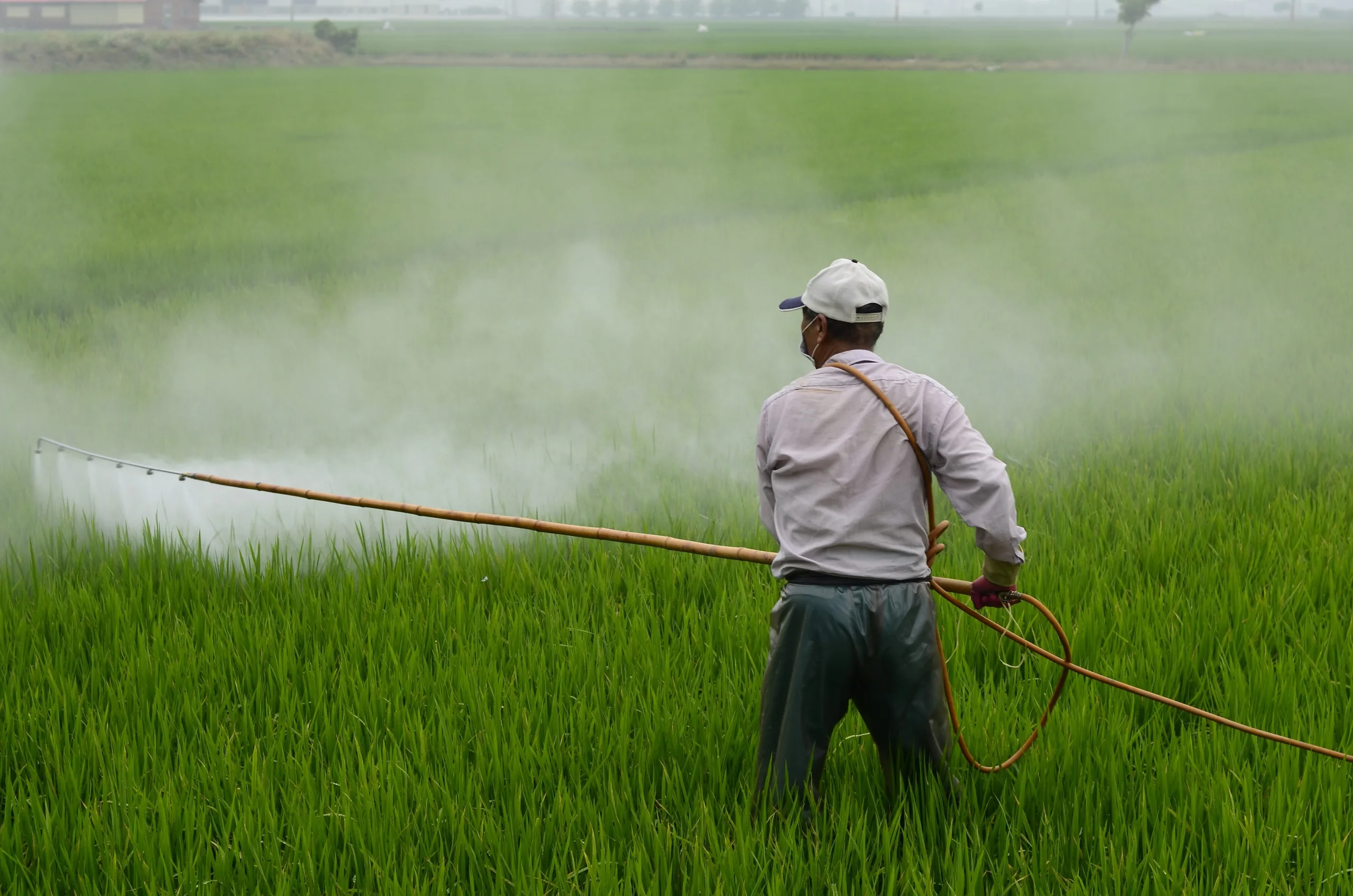 A farmer in a cloth mask spraying a green rice paddy from a knapsack sprayer