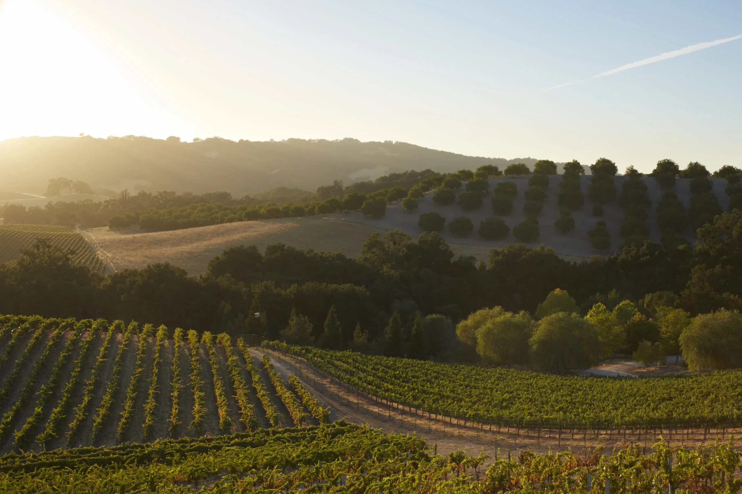 Vine rows and oak-dotted hills at Tablas Creek in low golden-hour light