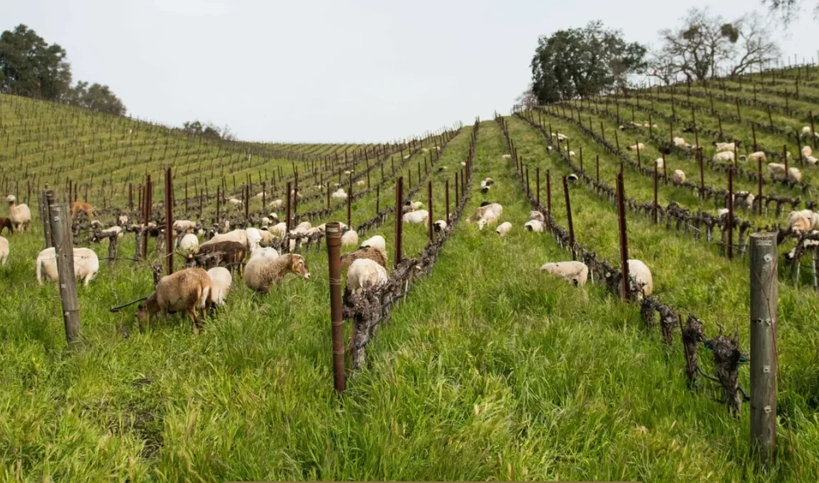 Sheep grazing the grass between rows of dormant vines on a hillside