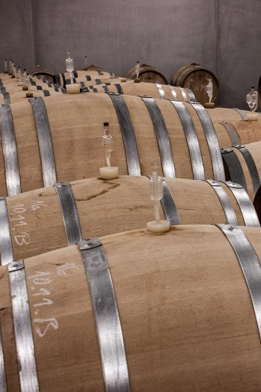 Rows of oak barrels in a concrete-walled cellar, glass airlocks in their bungs and dates chalked on their heads