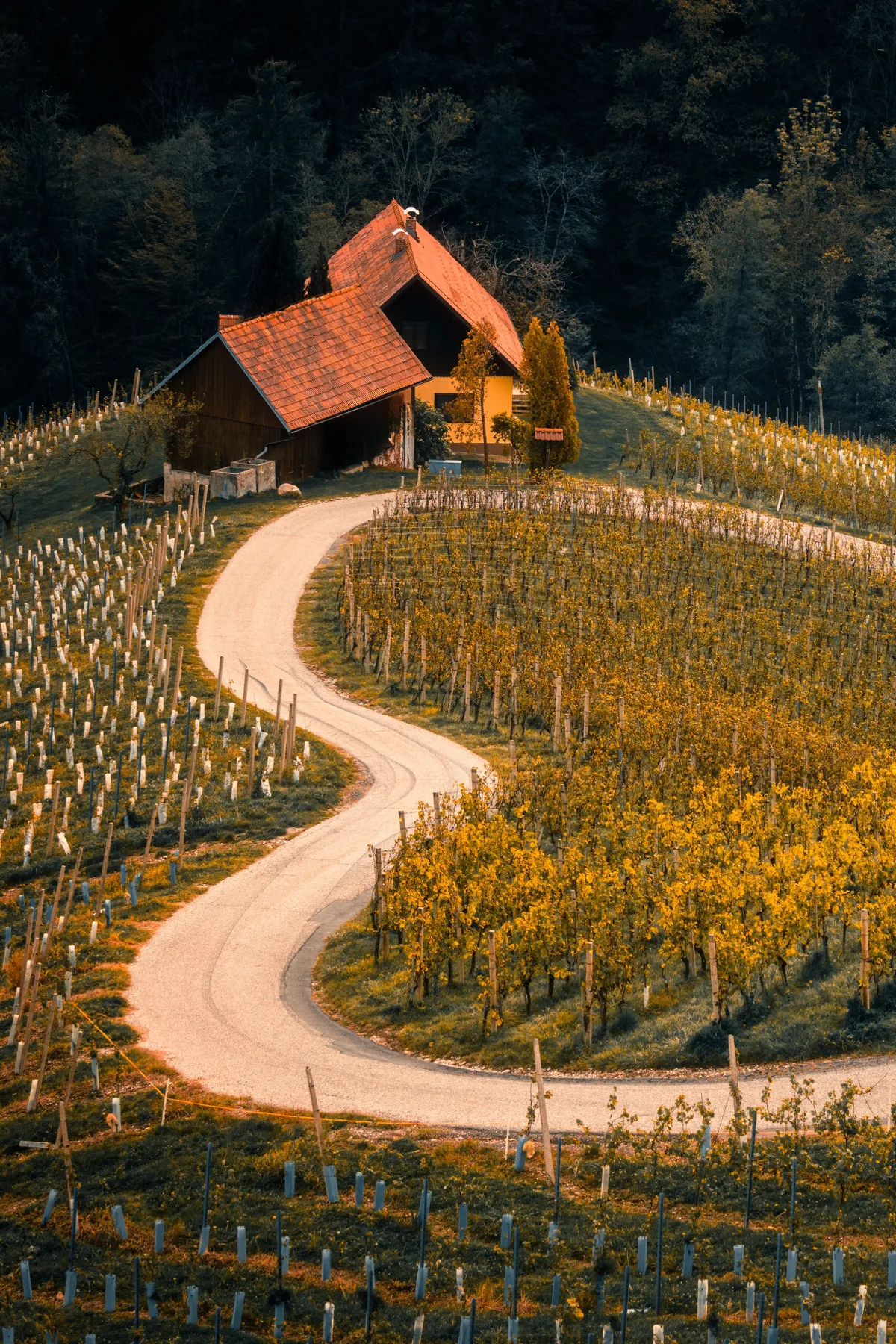 A road curving through hillside vineyards below a red-roofed farmhouse at the edge of a forest