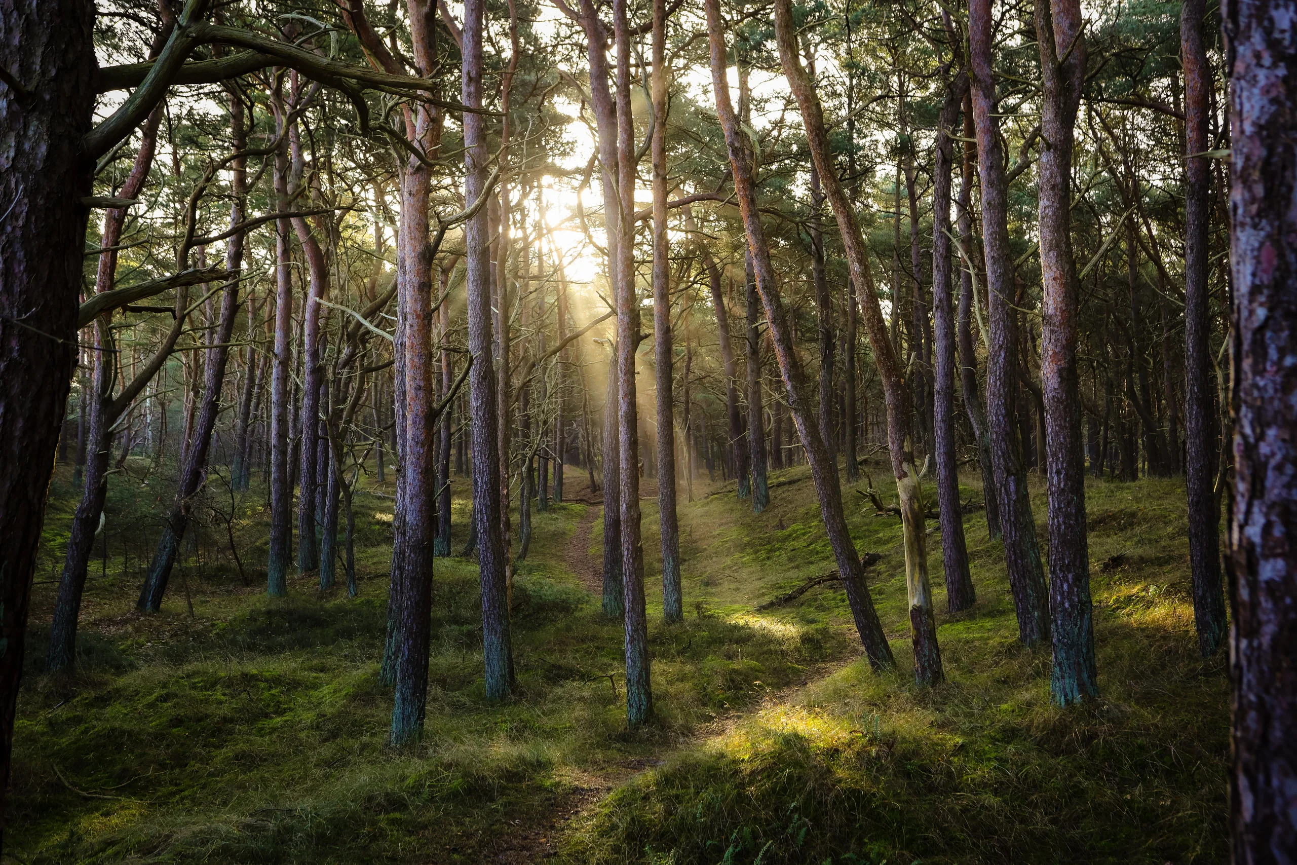 Low sun through the trunks of a pine wood, a path crossing mossy ground