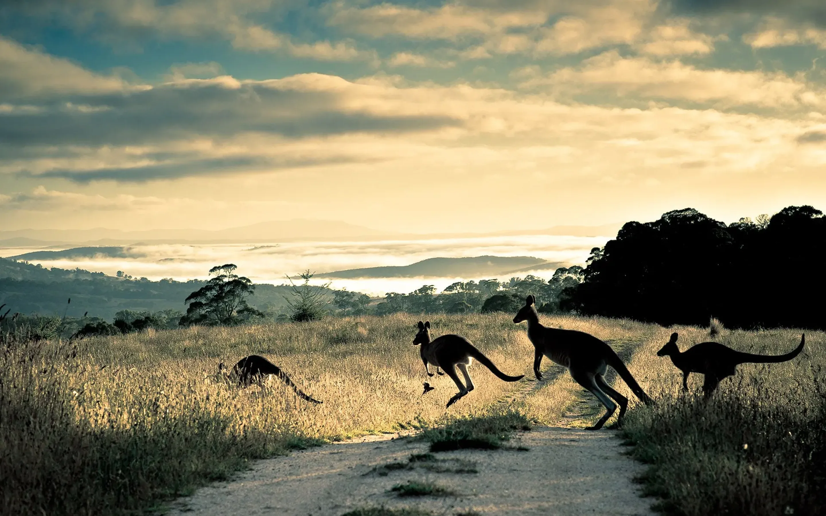 Four kangaroos crossing a dirt track through dry grass at dawn, gum trees and mist lying in the valleys behind