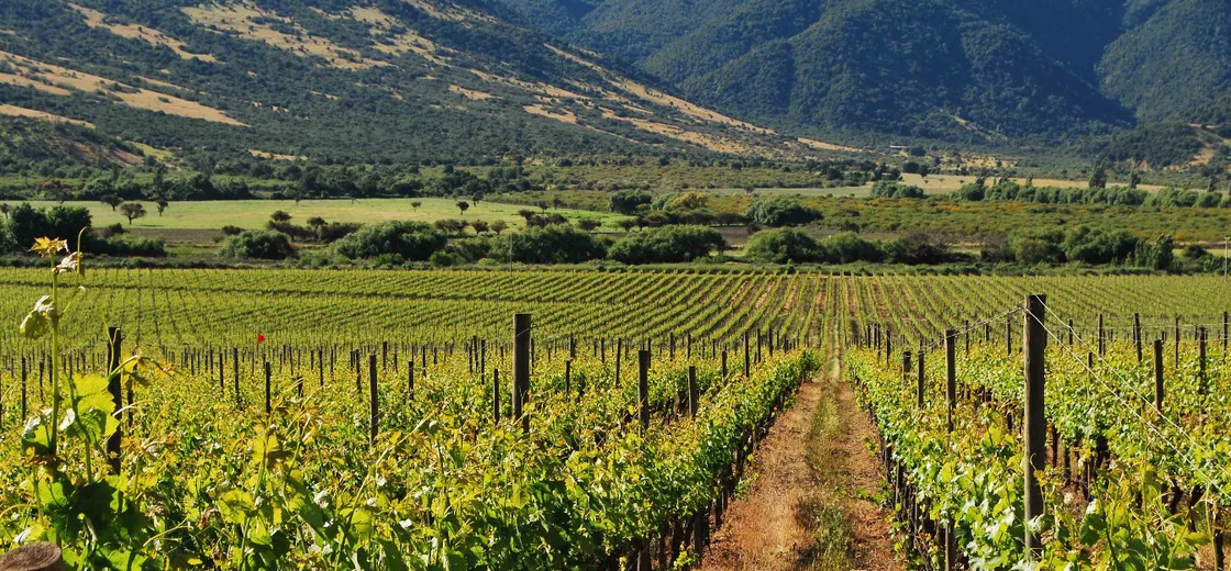 Colchagua, Chile