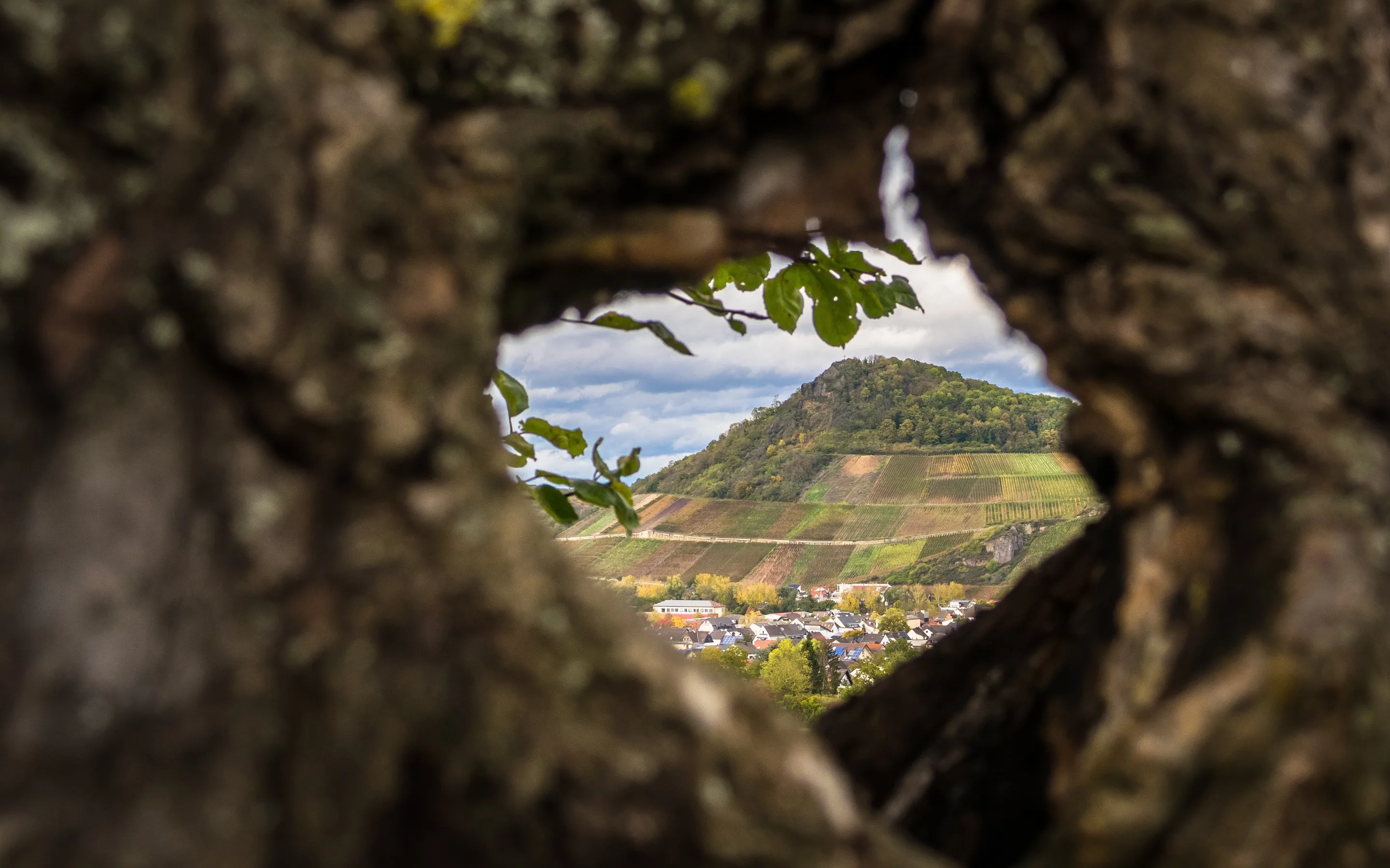 A gap in the trunk of an old tree framing terraced vineyard slopes below a wooded crag, with a village of red roofs at the foot of them