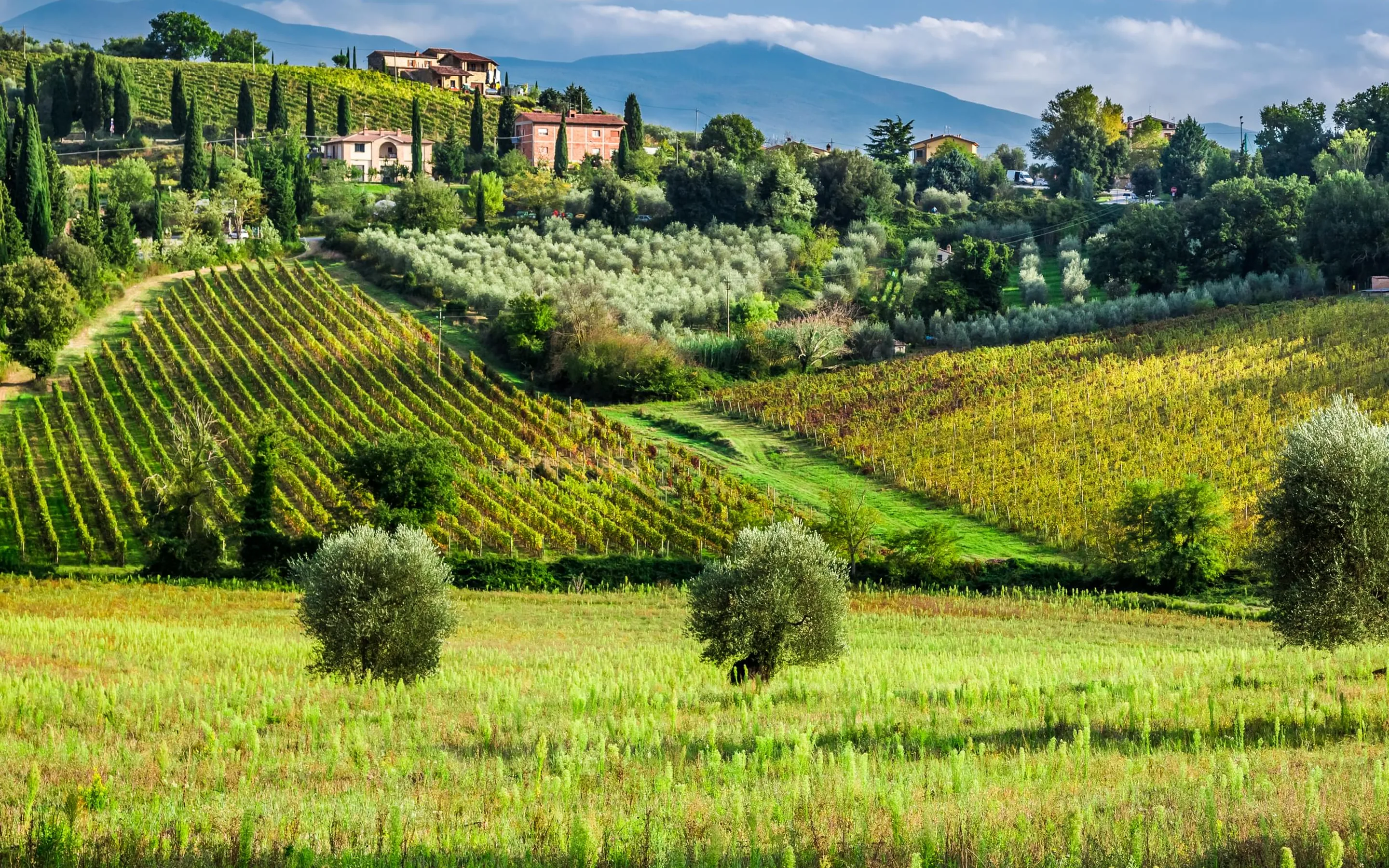 Vineyard rows and olive groves on rolling hills, cypresses and stone farmhouses along the ridge, a mountain behind under cloud