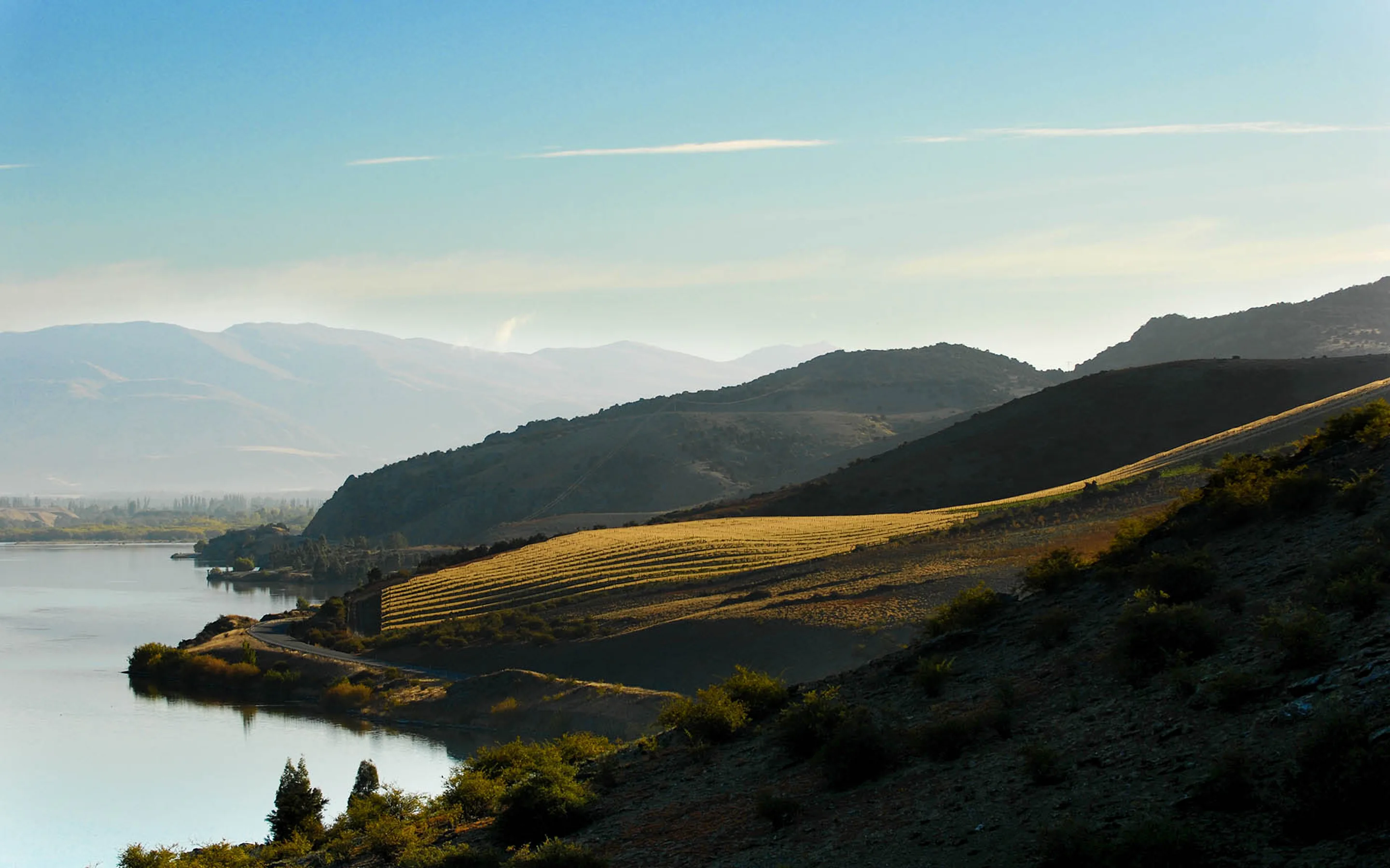 A vineyard block in low golden light on a dry hillside above a lake, a road running along the shore and bare ranges hazy behind
