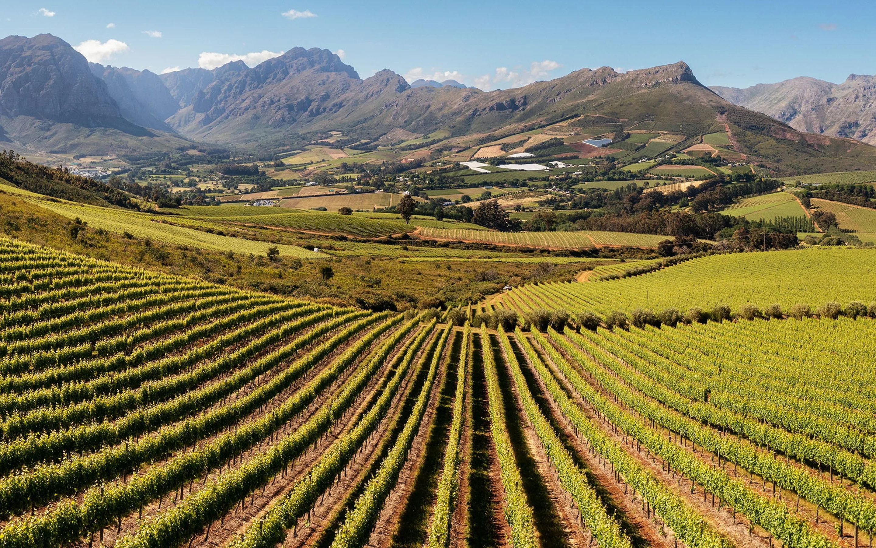Vineyard rows running downhill in the Cape winelands, a valley of small farms and dams beyond them, and the bare rock of the Drakenstein mountains closing the horizon under a clear sky.
