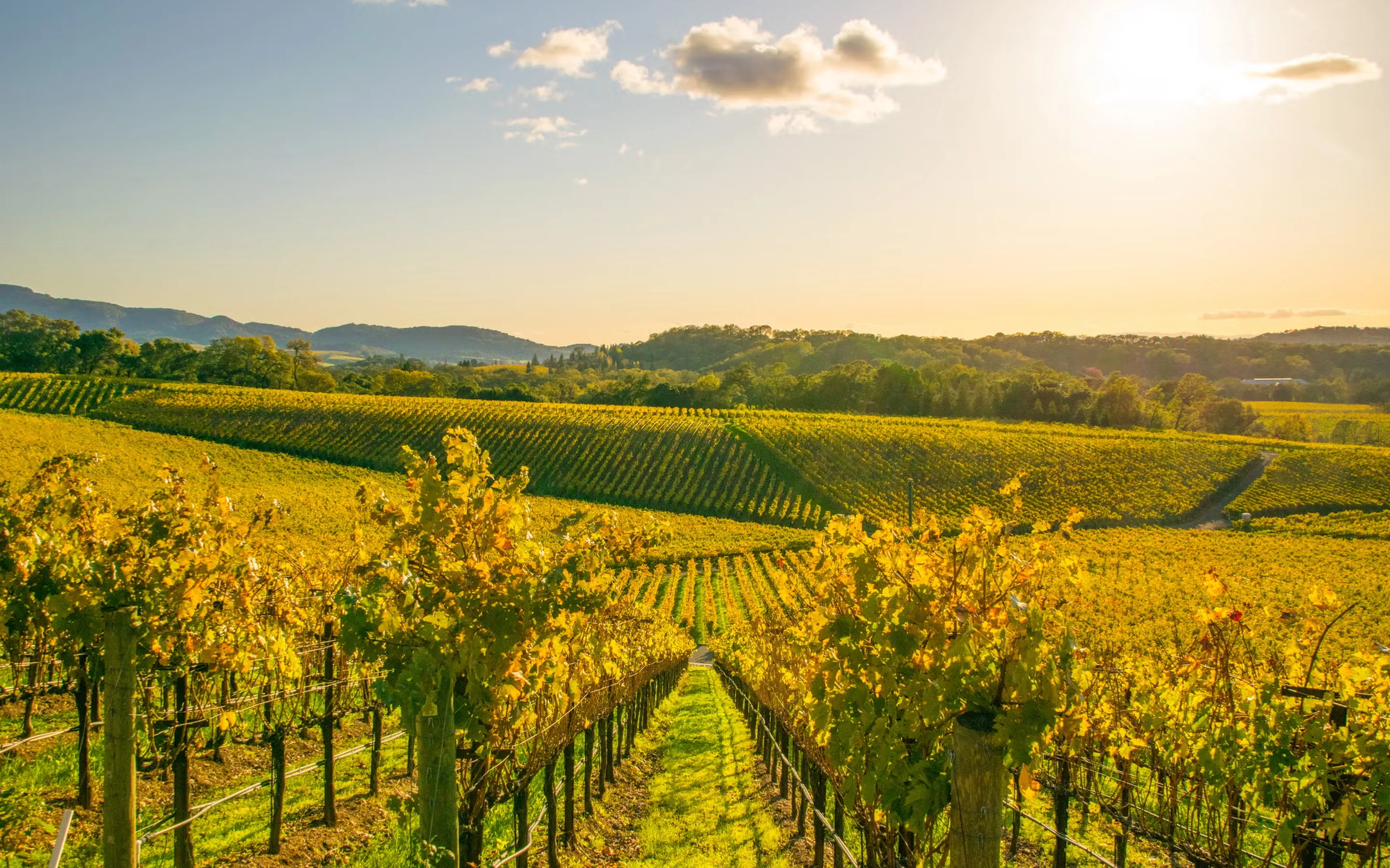 Rows of vines in full autumn yellow running downhill toward wooded ridges, with a low sun breaking over the hills behind