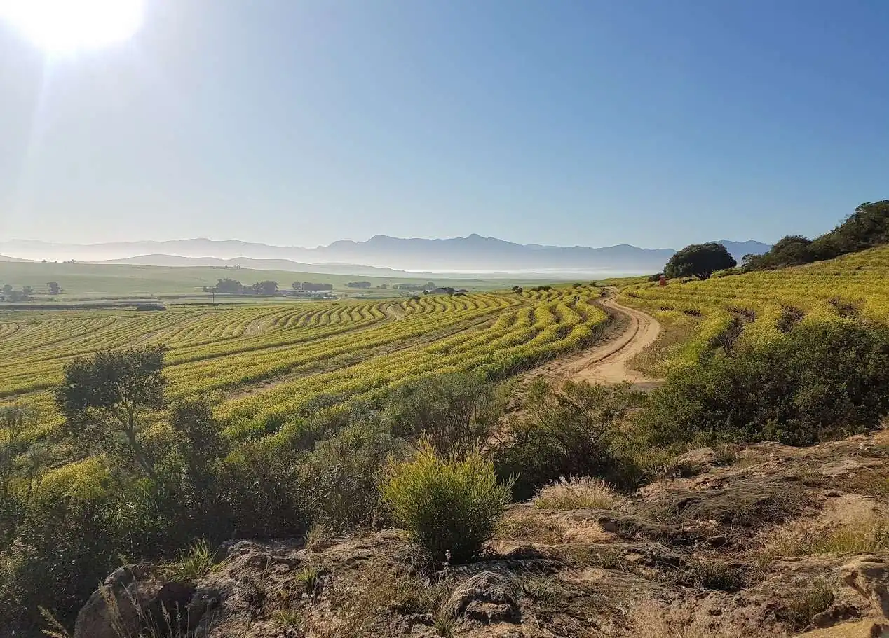 AA Badenhorst Family Wines &mdash; verified Wine producer