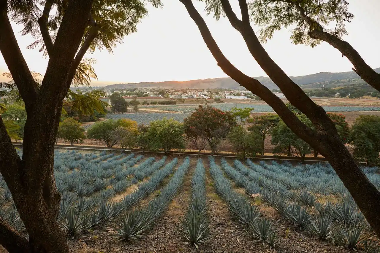 Casa Noble &mdash; verified Organic Tequila producer