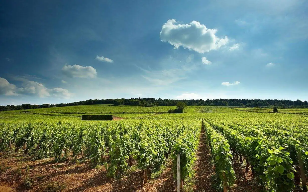 Domaine Cécile Tremblay &mdash; verified Wine producer