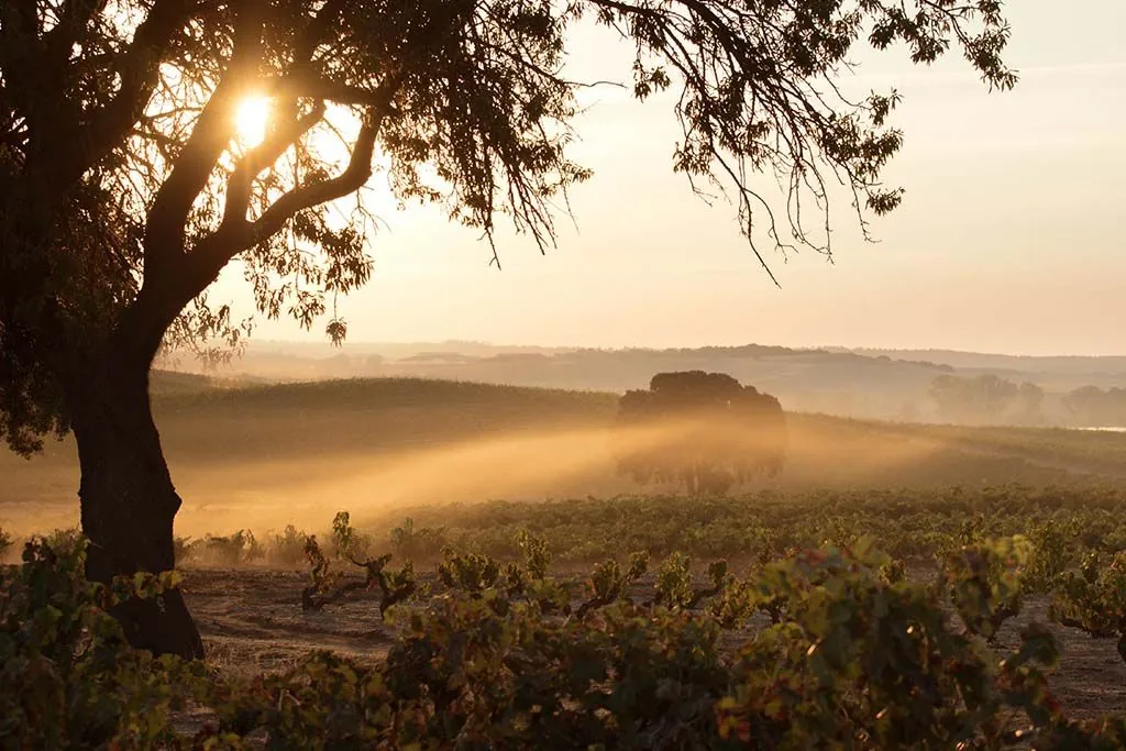 Dominio de Pingus &mdash; verified Wine producer