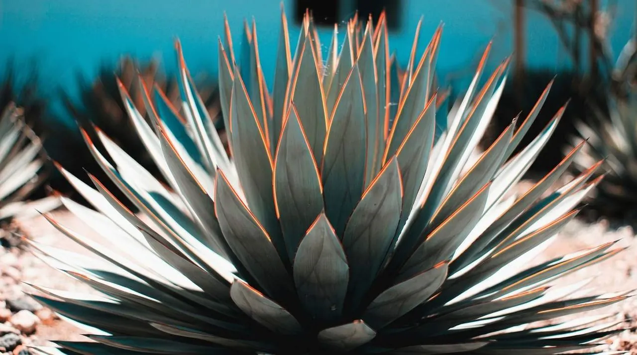 Hermosa Organic Tequila &mdash; verified Tequila producer