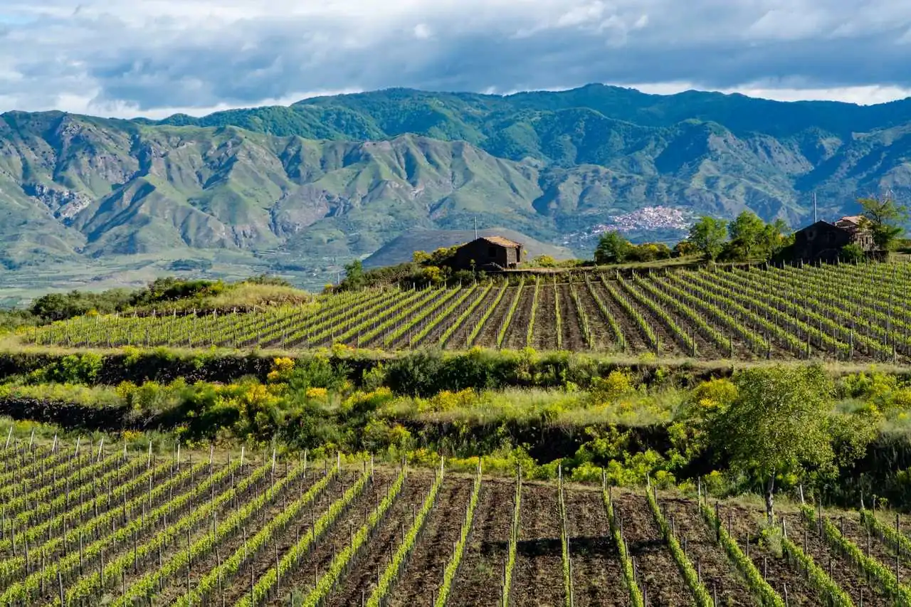 Occhipinti &mdash; verified Wine producer