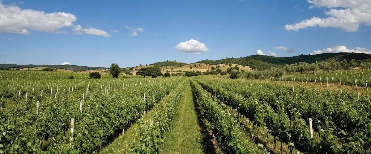 Querciabella &mdash; verified Wine producer
