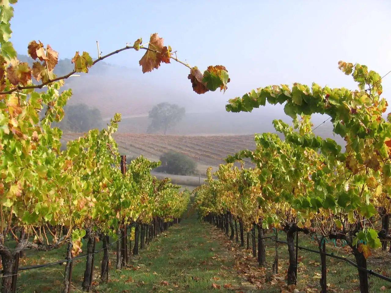 Tablas Creek Vineyard &mdash; verified Wine producer