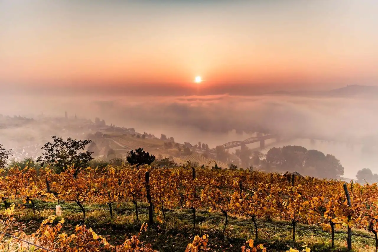 Weingut Nikolaihof &mdash; verified Wine producer