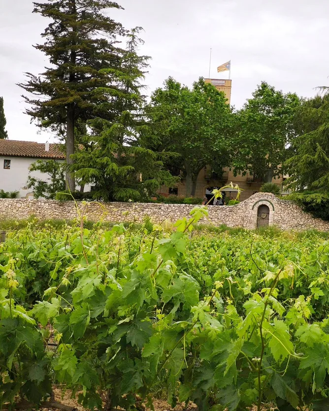 Albet i Noya &mdash; verified Wine producer