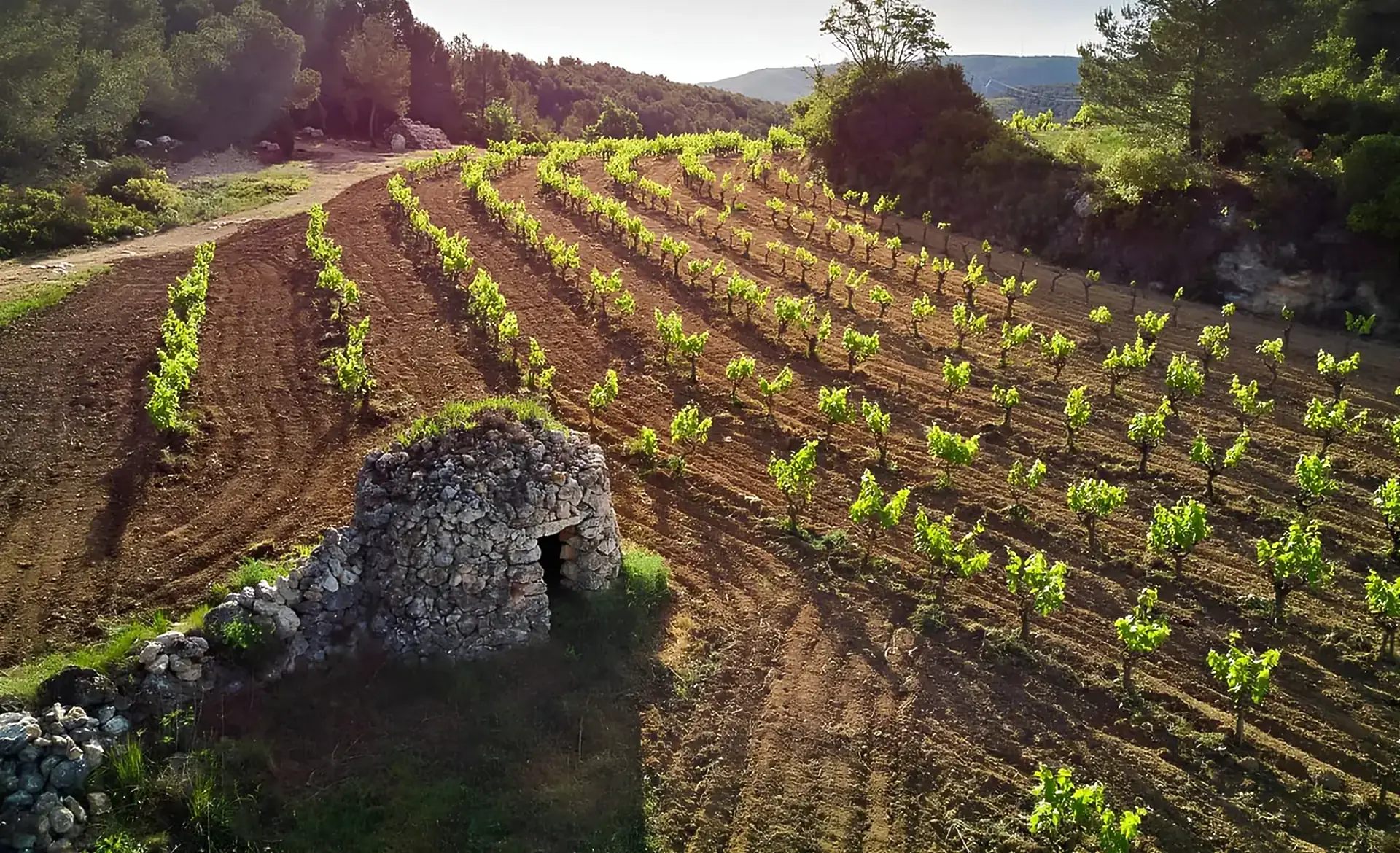 Dry-stone hut among young vines on curving rows of red earth, with woodland and a hill behind