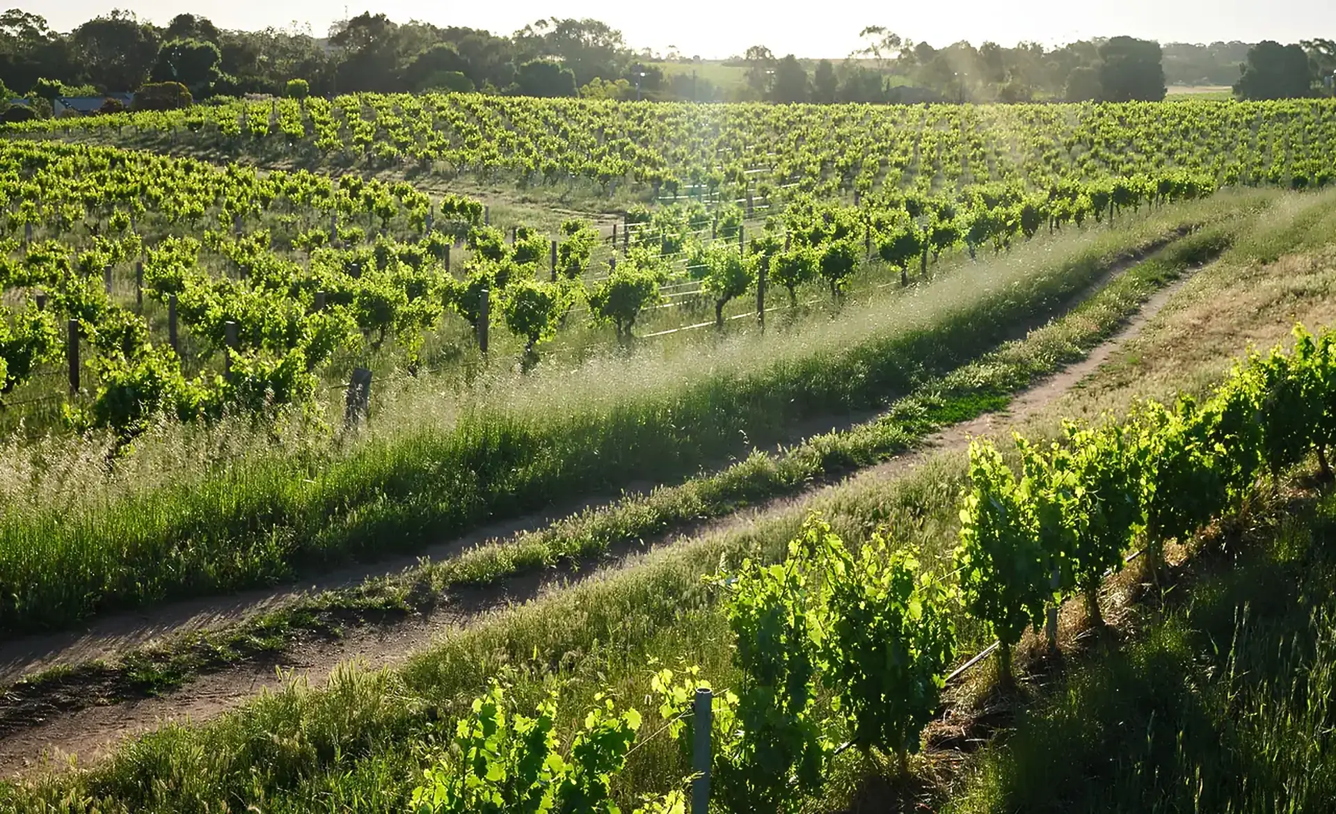 Green vines on posts and a dirt track running through long grass between the rows, with trees on the horizon
