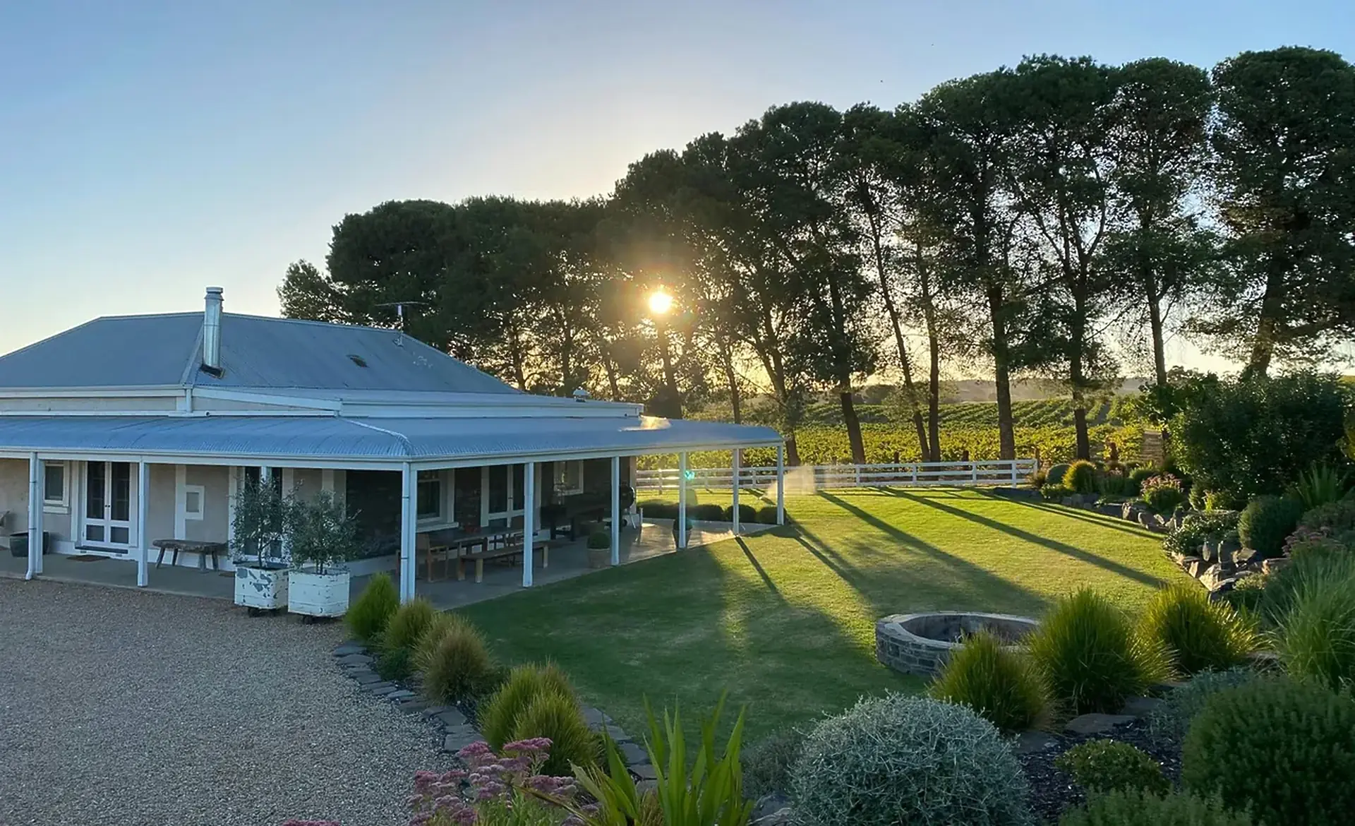 Single-storey house with a veranda beside a lawn, a row of tall trees and vine rows behind in low sun