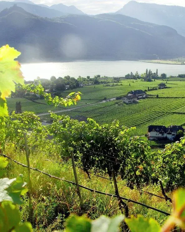 Alois Lageder &mdash; verified Wine producer