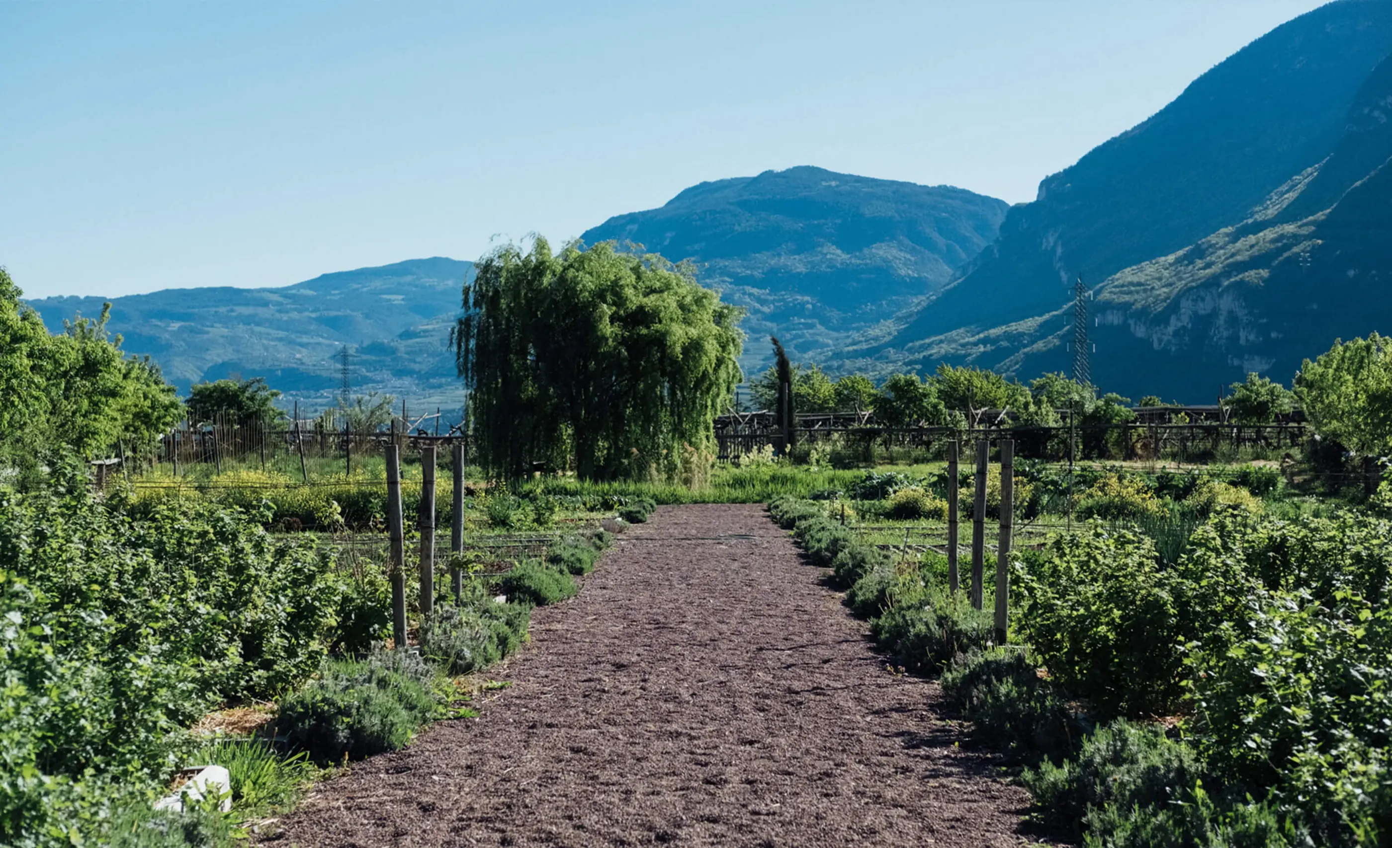 Gravel path through a planted garden with a weeping willow and trellis posts, wooded mountains behind