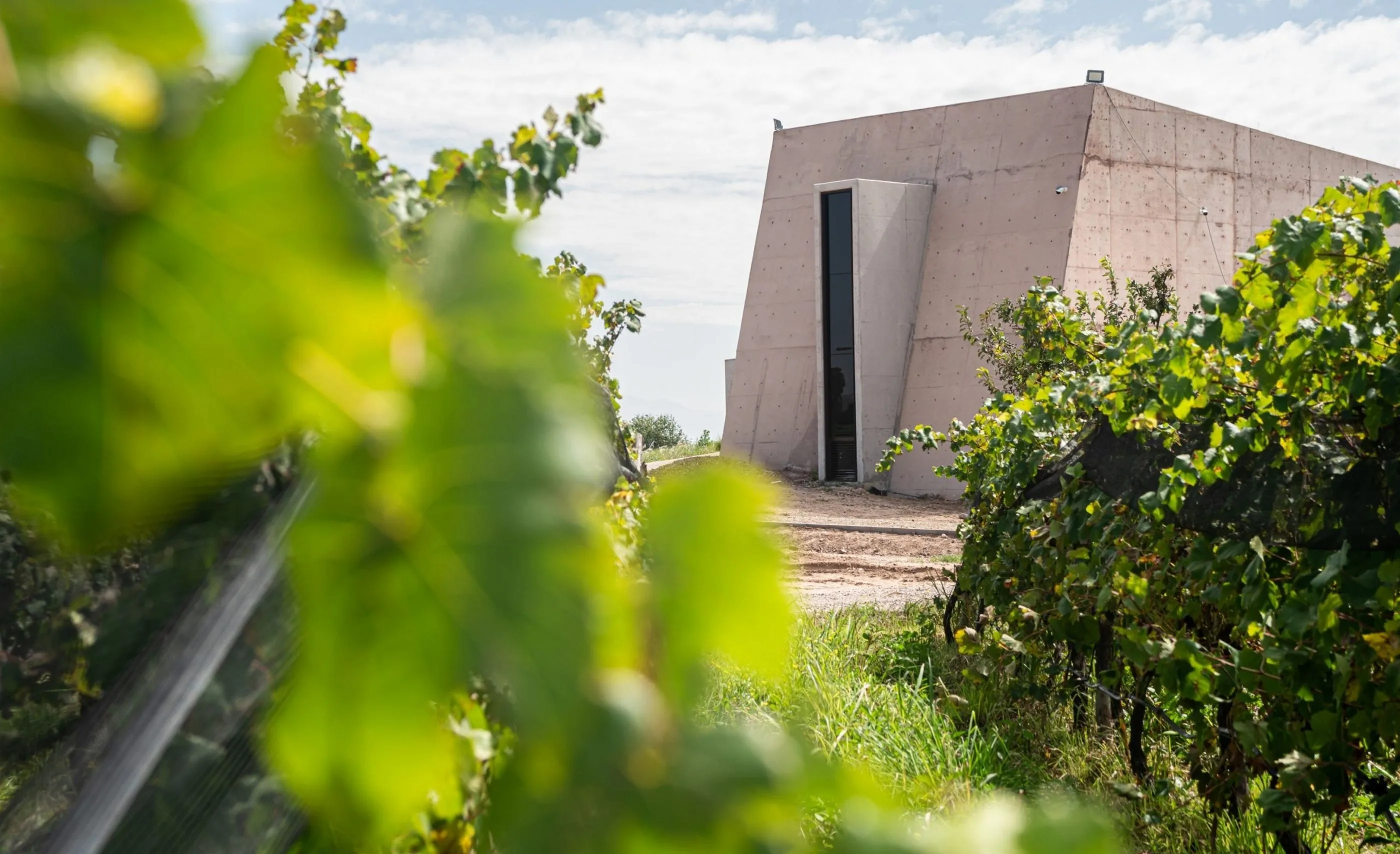 Concrete building with sloping walls and a tall narrow window seen between green grapevines, leaves blurred in front