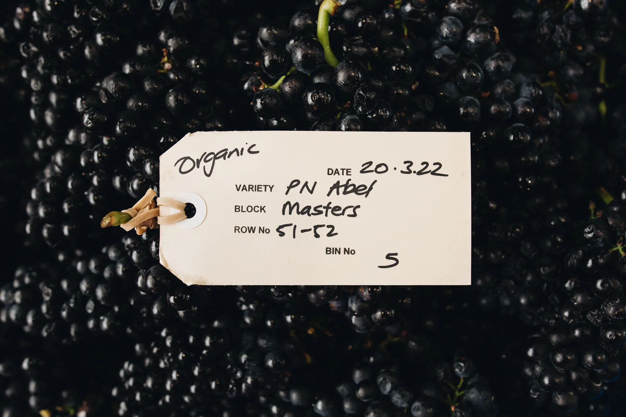 Black Pinot Noir grapes in a harvest bin at Ata Rangi with a handwritten tag reading PN Abel, Masters, rows 51-52