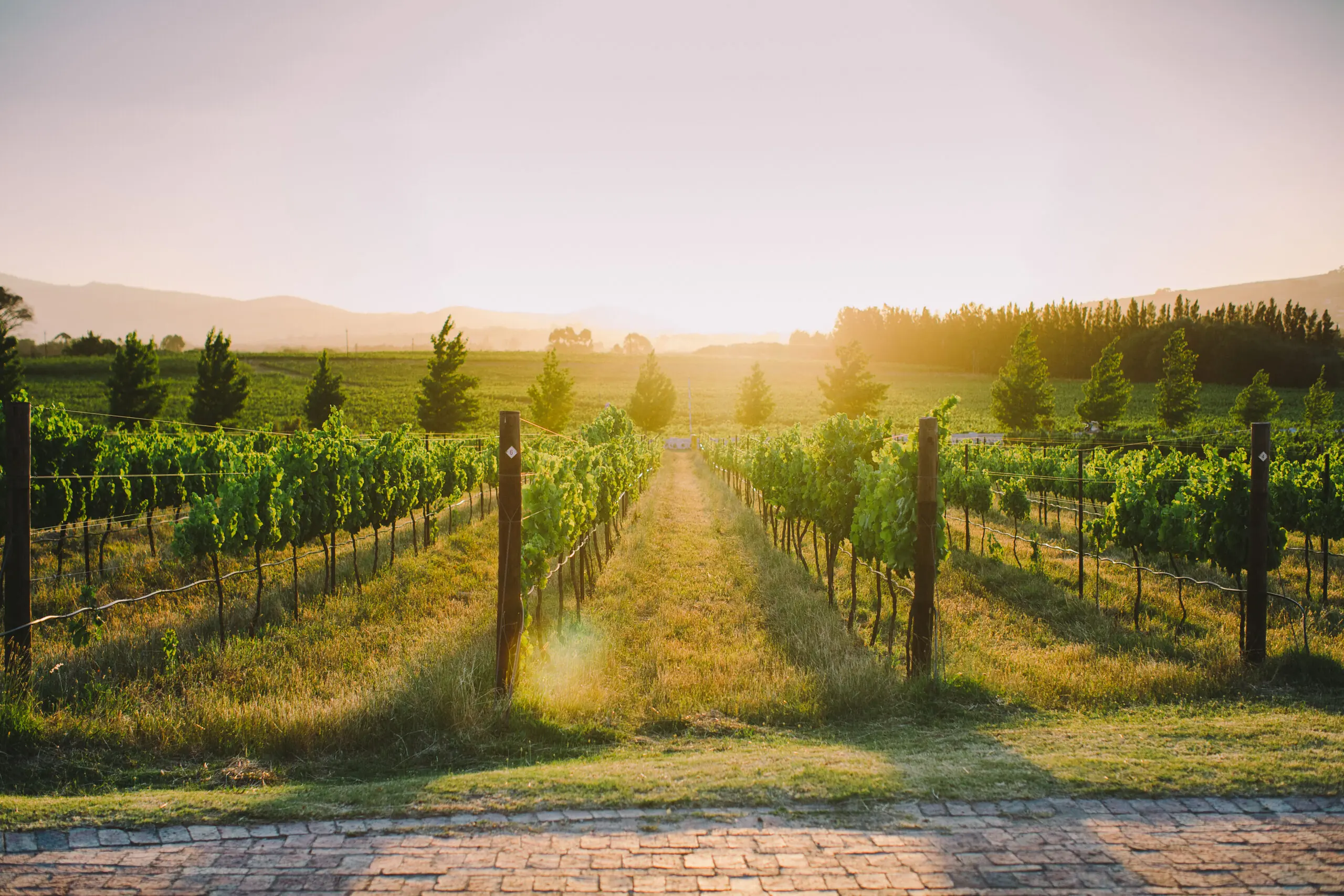 Vine rows running toward a line of cypress trees in low sun, with long grass between the rows and a brick path in front