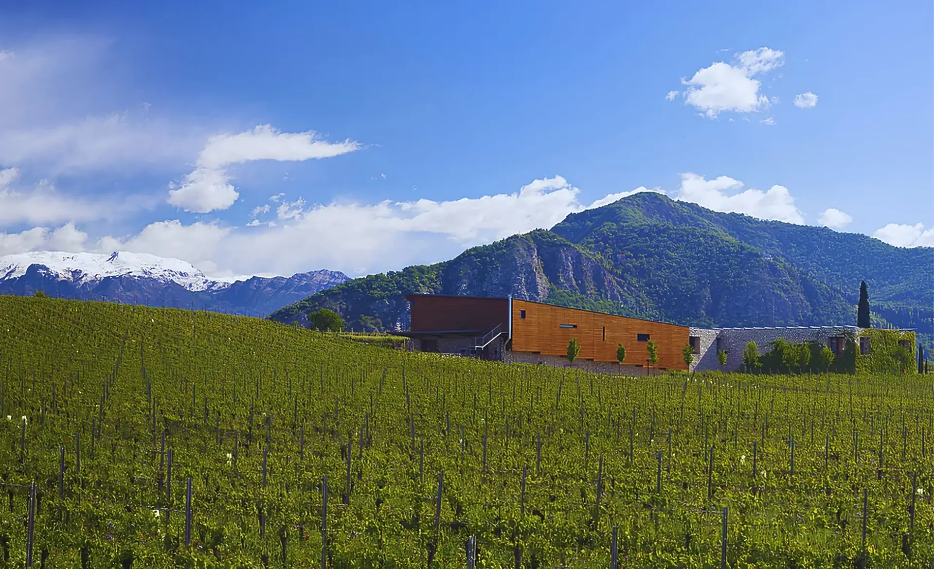 Low, wood-clad building above a green vineyard slope, with a forested hill and snow-capped peaks behind