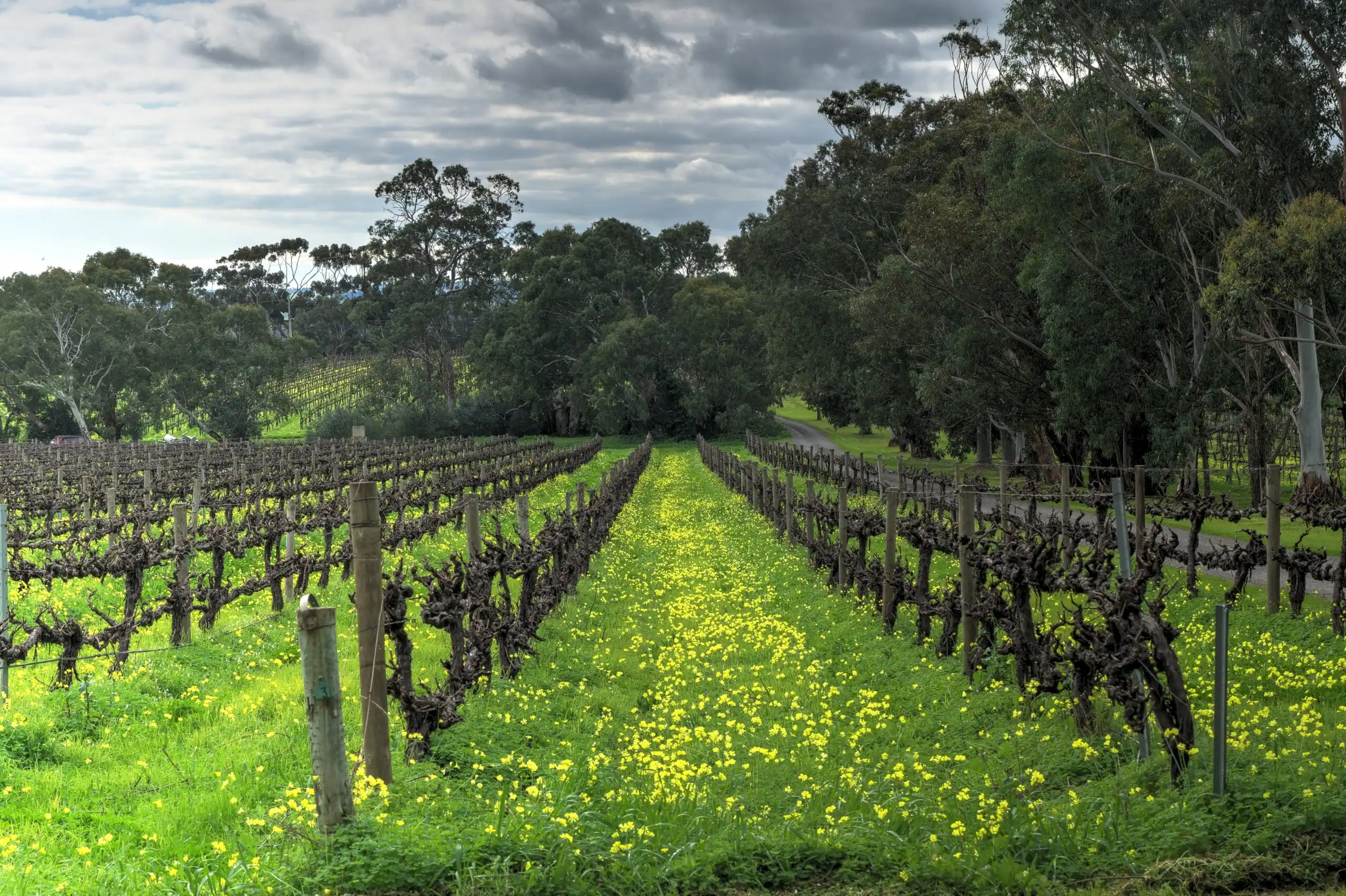 Bare vine rows with yellow soursob flowers across the grass between them, eucalypts beyond under a cloudy sky