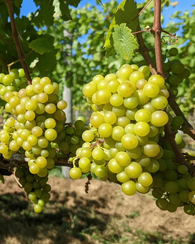 Beaufort Vineyard & Estate Winery &mdash; verified Wine producer
