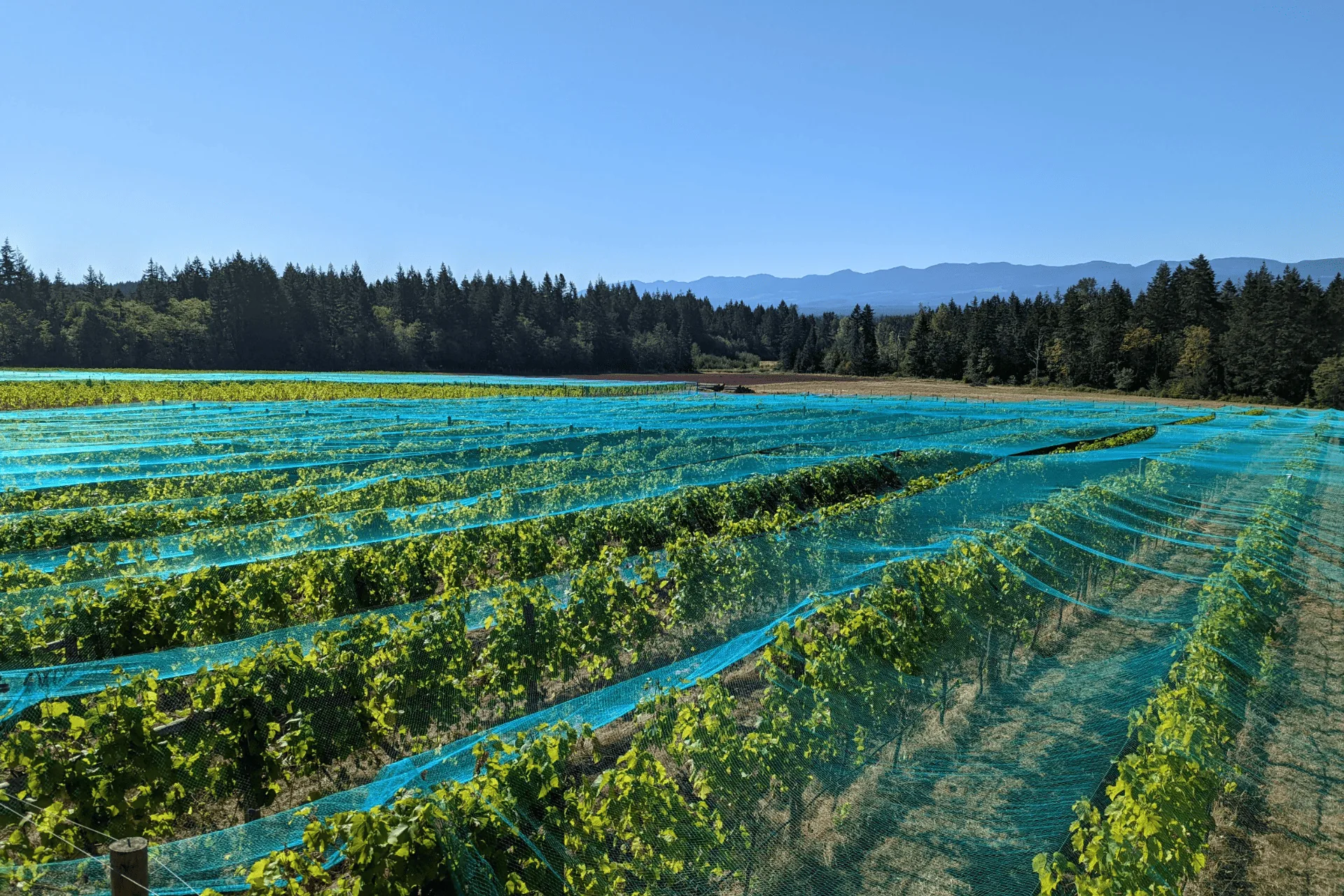 Green vine rows under turquoise netting at Beaufort Vineyard, with conifers and mountains behind under a clear sky