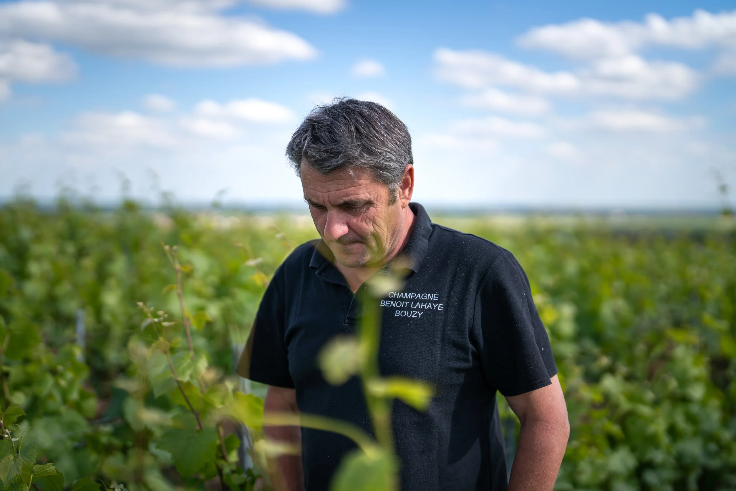 Man in a black polo shirt lettered Champagne Benoît Lahaye Bouzy, looking down among green vines under a blue sky