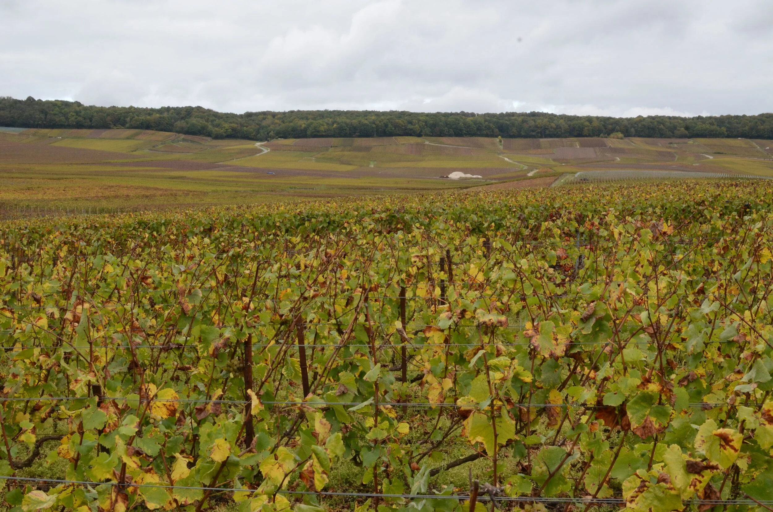 Vines with yellowing autumn leaves in the foreground, patchwork vineyard hillsides and a wooded ridge beyond