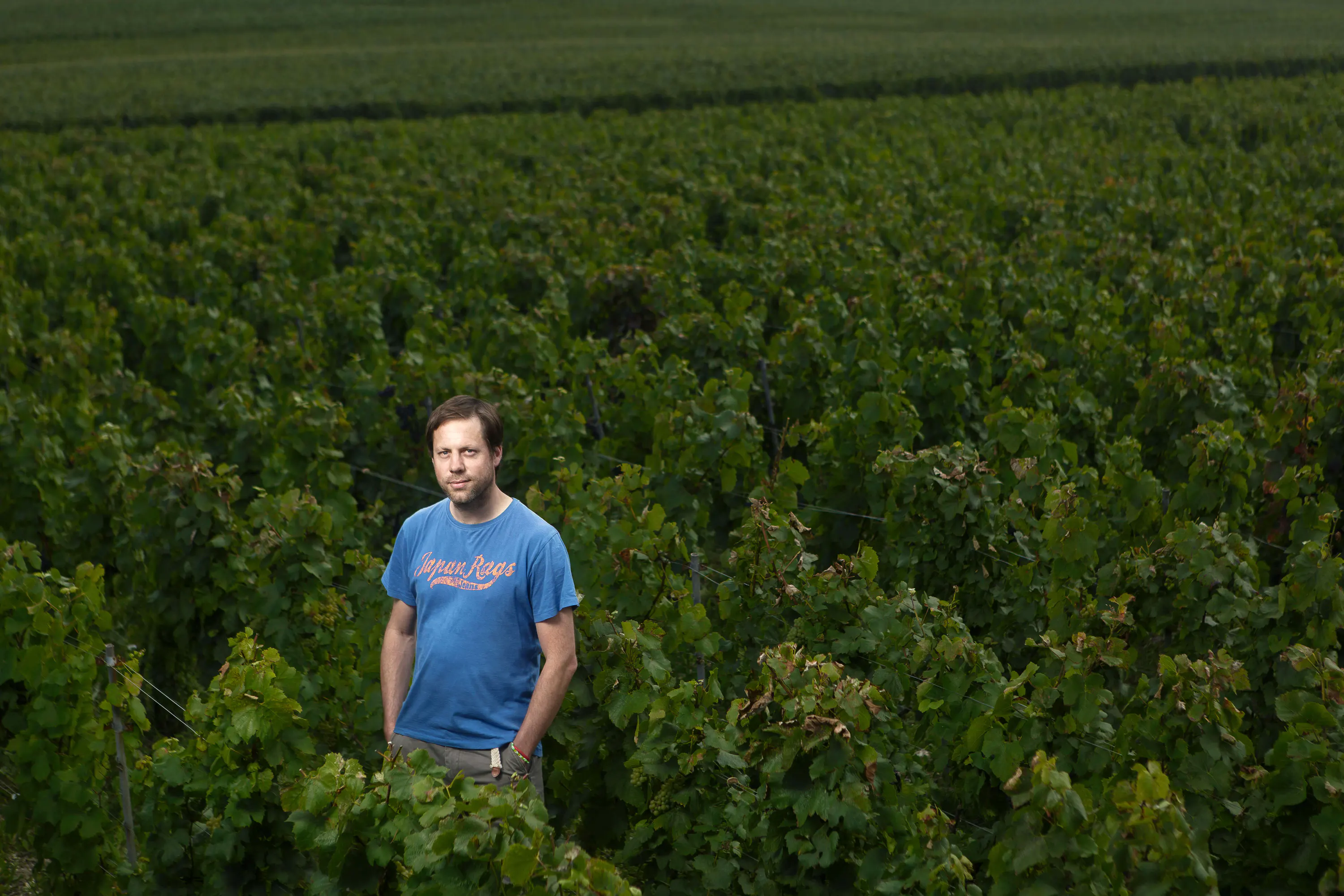 Man in a blue T-shirt standing with his hands in his pockets among dense green vine rows