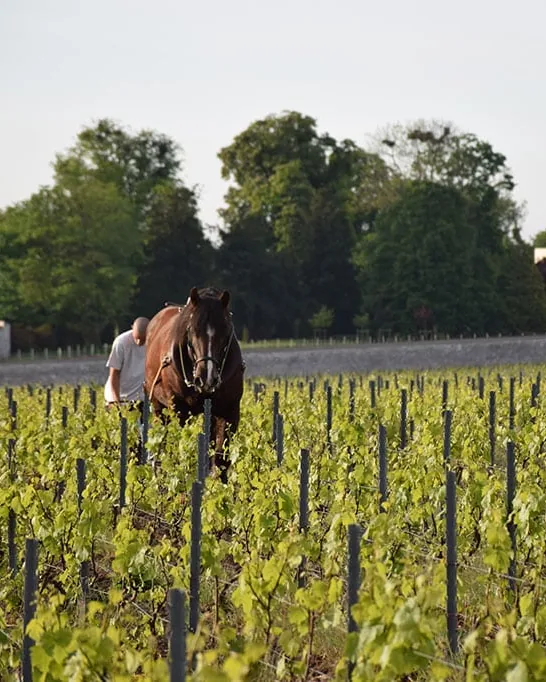 Benoît Marguet &mdash; verified Champagne producer