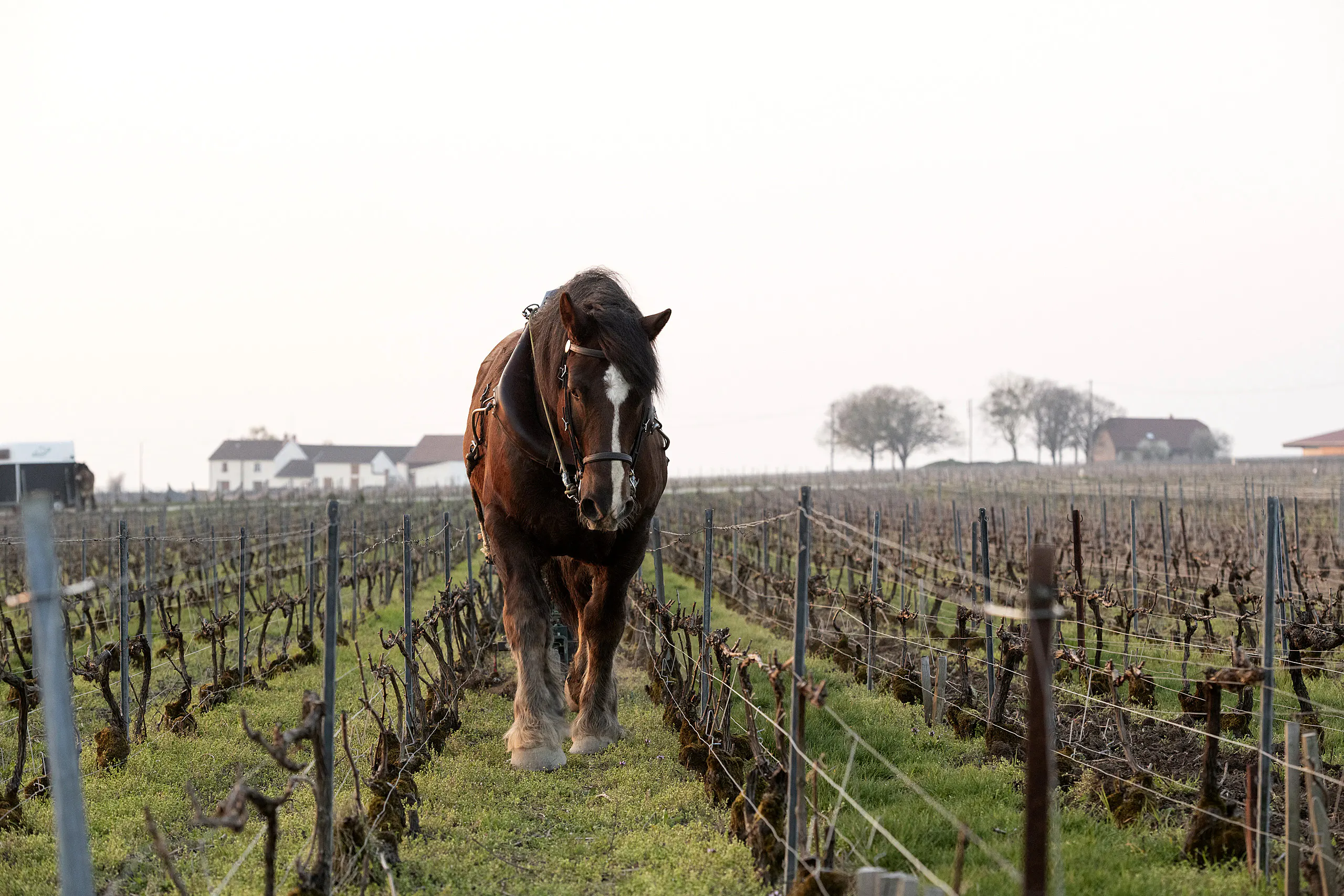Brown draught horse in harness walking along a grassy vineyard row between bare pruned vines, farm buildings behind